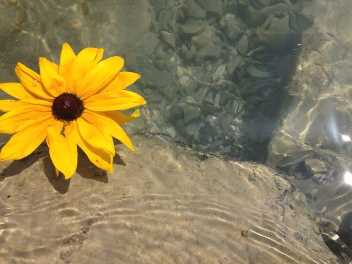 gelbe Blume auf Stein